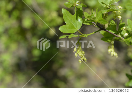 Cretan maple 136626052