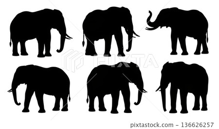 silhouette of elephant on white background 136626257