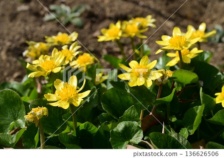 Marsh marigold (Ranunculaceae) perennial plant Marsh marigold (Ranunculaceae) perennial plant 136626506