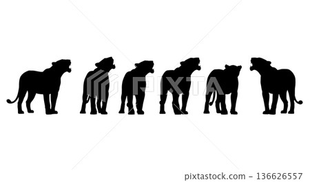 Black Solid Lioness Calling to Her Mate Silhouettes Set of Six on White Background Black Solid Lioness Calling to Her Mate Silhouettes Set of Six on White Background 136626557