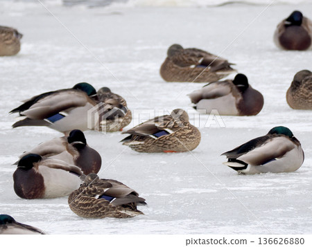 Mallard duck resting on frozen water Mallard duck resting on frozen water 136626880