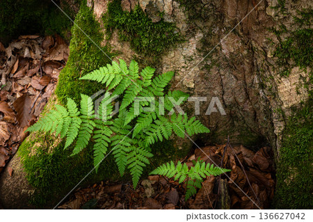 Green Fern Growing at the Base of an Old Forest Tree 136627042