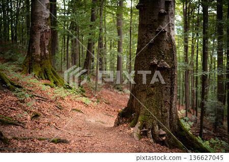 Forest Path Between Old Trees in Green Woodland Forest Path Between Old Trees in Green Woodland 136627045