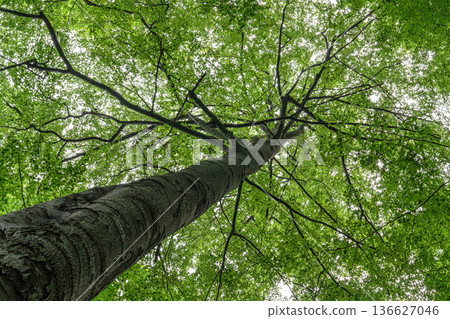 Looking Up at a Tall Tree Canopy in Green Forest Looking Up at a Tall Tree Canopy in Green Forest 136627046