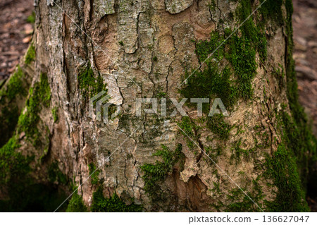 Tree Bark Texture with Green Moss in Forest 136627047