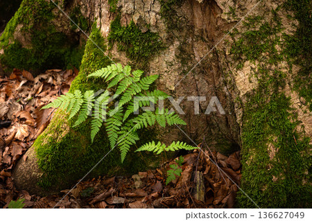 Green Fern Growing at the Base of an Old Forest Tree 136627049