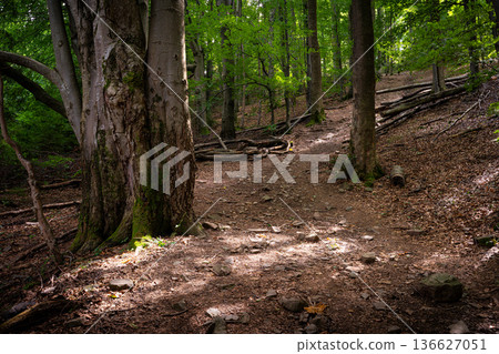 Forest Trail with Mossy Tree Roots in Green Woodland 136627051