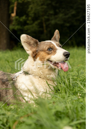 Cardigan Welsh corgi on walk in park with owner, dog is lying on grass with his tongue hanging out. Cardigan Welsh corgi on walk in park with owner, dog is lying on grass with his tongue hanging out. 136627195