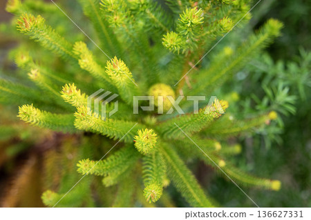 艾麗卡·塞西弗洛拉 艾麗卡·塞西弗洛拉 136627331
