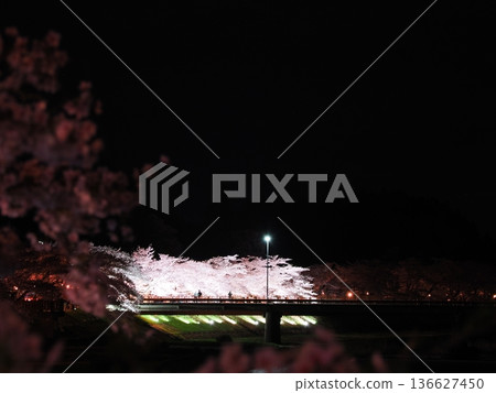 Illuminated cherry blossoms at night at Hinokinai Riverbank Park in Kakunodate, Akita Prefecture - Cherry blossom trees reflected on the river Illuminated cherry blossoms at night at Hinokinai Riverbank Park in Kakunodate, Akita Prefecture - Cherry blossom trees reflected on the river 136627450