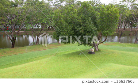 green park lawn green park lawn 136627603