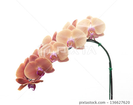 Yellow orchid flower blooming Yellow orchid flower blooming 136627620