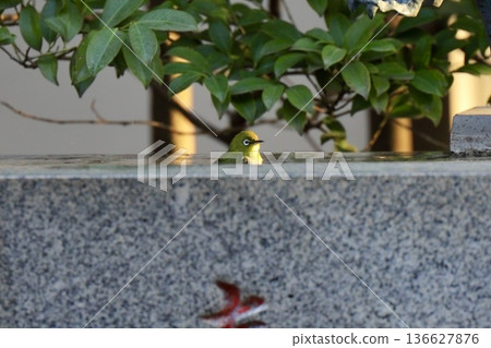 一隻日本繡眼鳥在神社的水池中沐浴。 136627876