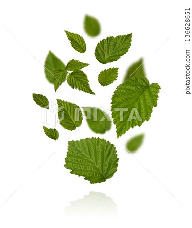 Spring fresh green leaves flying isolated on a transparent background with clipping path. Design element for card. Background with flying green spring leaves. Organic, eco. Spring fresh green leaves flying isolated on a transparent background with clipping path. Design element for card. Background with flying green spring leaves. Organic, eco. 136628651