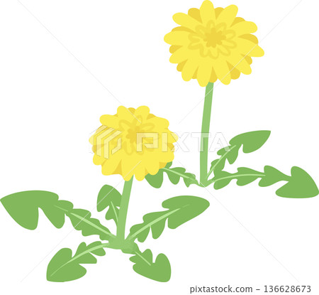 Dandelion vector illustration: simple spring wildflower flower material 136628673