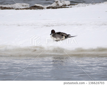 A Northern Pintail resting on the snow 136628703