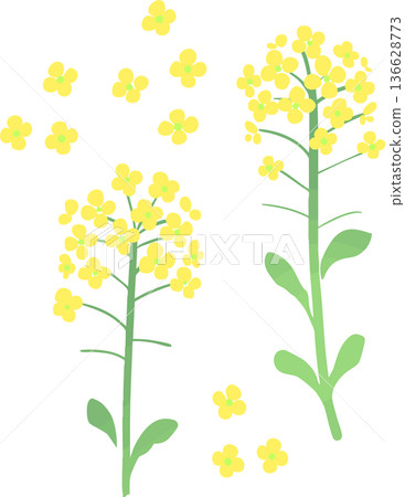 油菜花向量圖 - 春季黃色花卉素材 136628773