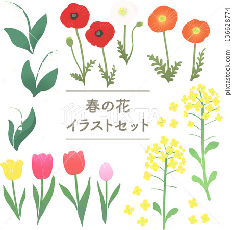 Spring flower vector illustration set: poppies, rape blossoms, lily of the valley, and tulips. 136628774