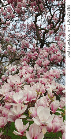Phone photo of a magnolia tree branch covered in blossoms. Spring nature scene showing fresh flowers, soft color, and seasonal growth outdoors. Phone photo of a magnolia tree branch covered in blossoms. Spring nature scene showing fresh flowers, soft color, and seasonal growth outdoors. 136628869