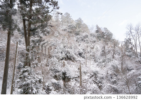 白雪覆蓋的樹木 白雪覆蓋的樹木 136628992