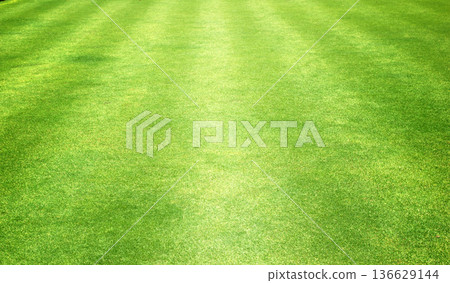 green lawn background green lawn background 136629144