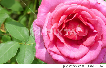 red rose background red rose background 136629167