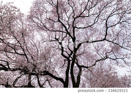 在Mizuka的櫻花 136629321