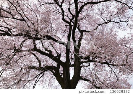 在Mizuka的櫻花 136629322