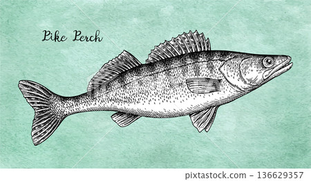 Pikeperch fish ink illustration on vintage paper Pikeperch fish ink illustration on vintage paper 136629357