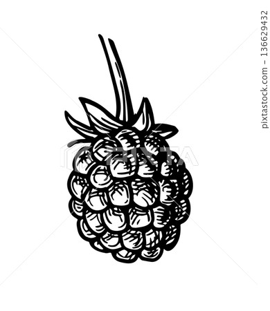 Blackberry ink sketch 136629432