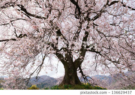 Cherry blossoms at Mizuka Cherry blossoms at Mizuka 136629437