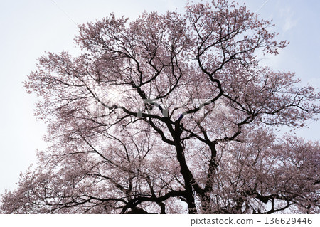 在Mizuka的櫻花 136629446