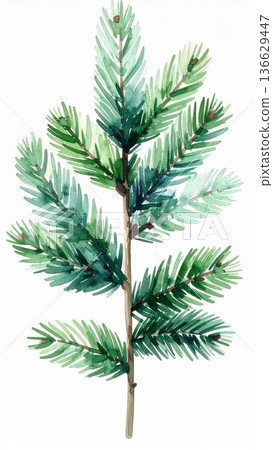 Watercolor Illustration of a Young Green Fir Tree Branch Isolated on a White Background 136629447