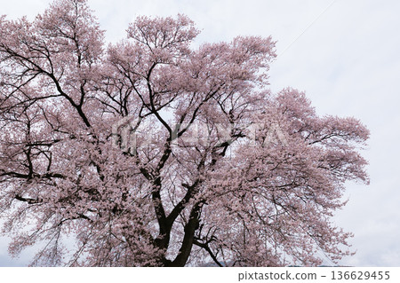 在Mizuka的櫻花 136629455