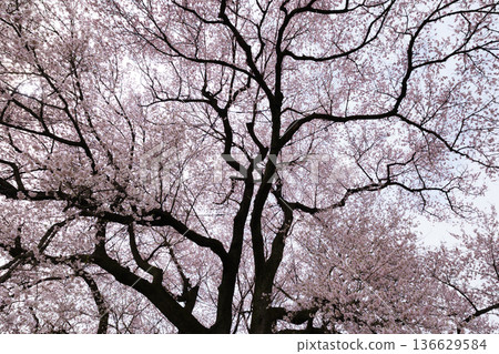 Cherry blossoms at Mizuka Cherry blossoms at Mizuka 136629584