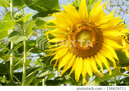 yellow sunflowers bloom 136629711