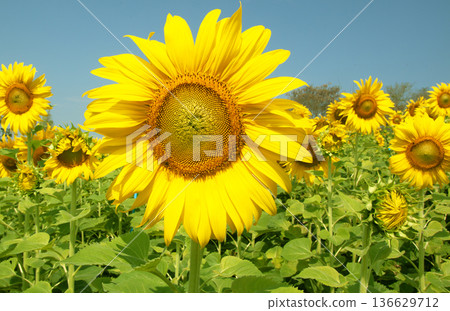 yellow sunflowers bloom yellow sunflowers bloom 136629712