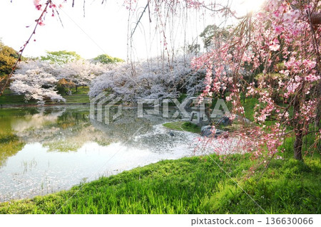 Cherry blossoms, Tsurumi Ryokuchi Flower Expo Memorial Park in Osaka Cherry blossoms, Tsurumi Ryokuchi Flower Expo Memorial Park in Osaka 136630066