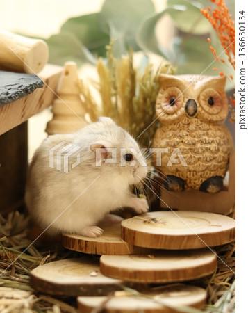 Hamster and fairytale cage 136630134