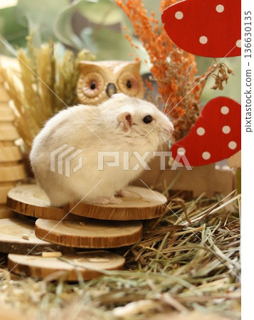 Hamsters and the Fairy Tale World 136630135