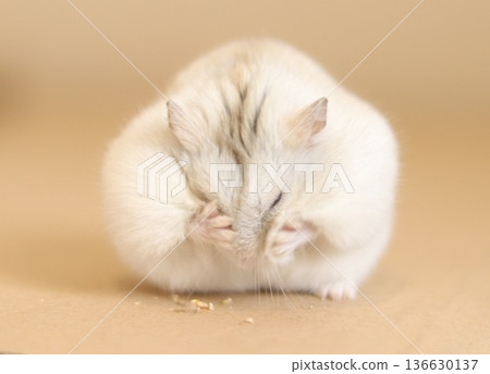 Hamster hiding his face Hamster hiding his face 136630137