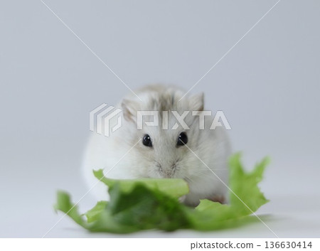 Hamster staring at salad Hamster staring at salad 136630414