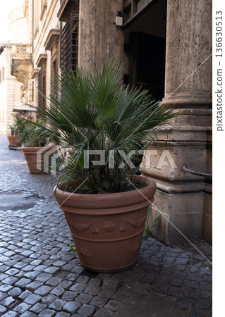 Potted palm plant on cobblestone street near historic building in Rome Italy Potted palm plant on cobblestone street near historic building in Rome Italy 136630513