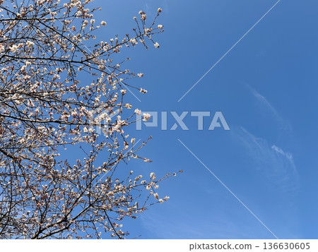 Sakura that shines in the blue sky Sakura that shines in the blue sky 136630605