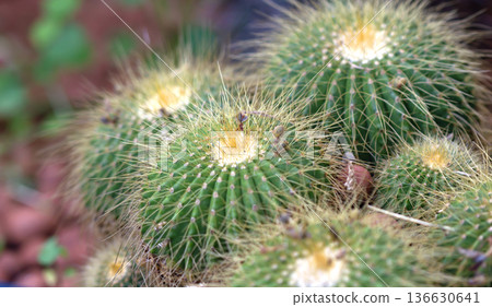 Selective focus close up top view shot cactus Selective focus close up top view shot cactus 136630641