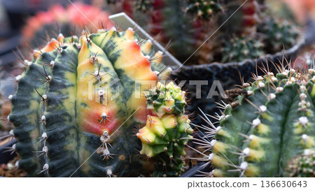 Selective focus close up top view shot cactus 136630643
