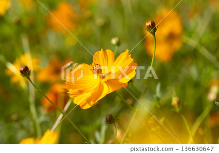Cosmos sulphureus also known as Sulfur Cosmos flower blooming bokeh background 136630647