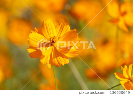 Cosmos sulphureus also known as Sulfur Cosmos flower blooming bokeh background 136630649