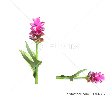 Thailand tulip flowers Thailand tulip flowers 136631230