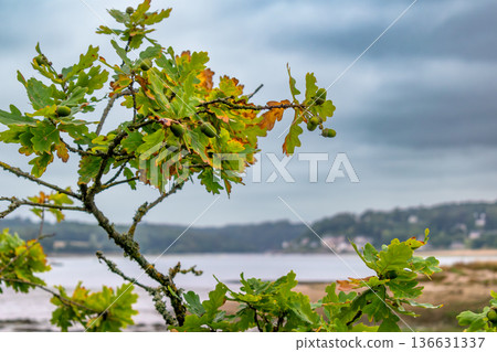 Breton oak, acorn and leaf, quercus Breton oak, acorn and leaf, quercus 136631337